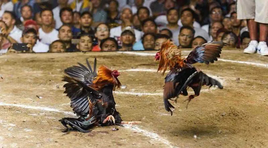 Các hình thức đá gà Thái Lan được vận hành
